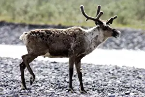 Gravel Prints: Portrait of a lone Caribou (Rangifer tarandus) bull migrates up the Kongakut River