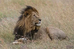 Nature Reserve Prints: Portrait of a male lion, Panthera leo, Masai Mara, Kenya. Kenya