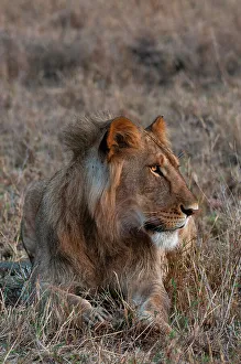 National Reserve Prints: Portrait of a male lion, Panthera leo, at rest. Masai Mara National Reserve, Kenya
