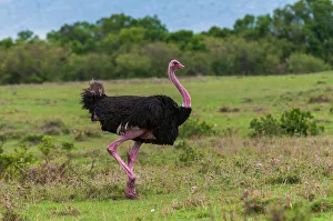 National Reserve Prints: Portrait of a male ostrich, Struthio camelus, walking. Masai Mara National Reserve, Kenya
