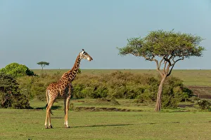 Acacia Tree Prints: Portrait of a Masai giraffe, Giraffa camelopardalis. Masai Mara National Reserve, Kenya