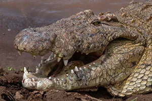 Ungulate Prints: Portrait of a Nile crocodile, Crocodylus niloticus