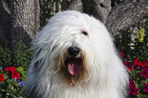 Portrait of an Old English Sheepdog sitting in front of flowers