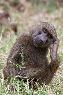 Portrait of an olive baboon, Papio Anubis, Kalama Conservancy, Samburu, Kenya. Kenya