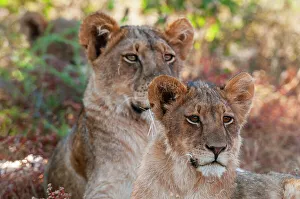 Head And Shoulders Prints: Portrait of a pair of resting lions, Panthera leo. Mashatu Game Reserve, Botswana