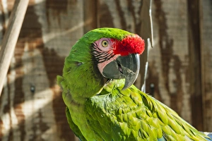 Portrait of a Parrot