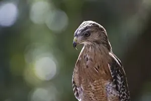 Intense Prints: Portrait of a perched hawk with intense gaze against green background