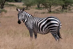 Portrait of a plains or common zebra, Equus quagga. Samburu Game Reserve, Kenya