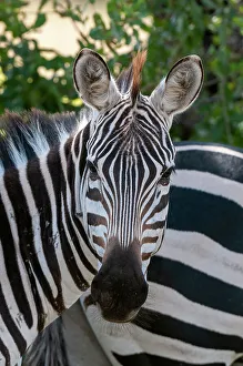 Prints of Portrait of a plains or common zebra, Equus quagga. Samburu Game Reserve, Kenya Images Dated 2022 July: Portrait of a plains or common zebra, Equus quagga. Samburu Game Reserve, Kenya
