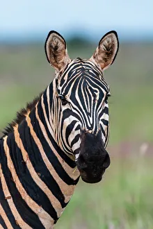 Herbivorous Prints: Portrait of a plains zebra, Equus quagga, looking at the camera. Voi, Tsavo, Kenya