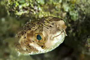 Underwater Prints: Portrait of a puffer fish with green eyes in the clear waters off Staniel Cay, Exuma