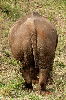 National Reserve Prints: Portrait of a rare white rhinoceros
