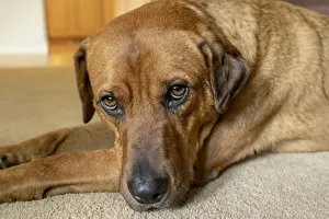 Images Dated 21st December 2018: Portrait of a Red Fox (or Fox red) Labrador lying on the floor. (PR)