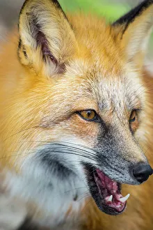 Staring Prints: A portrait of a red fox shows off his three primary sensory organs, ears, eyes and nose