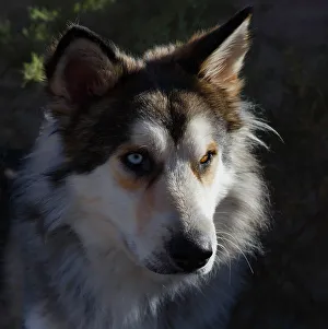 Square Format Prints: Portrait of rescue dog