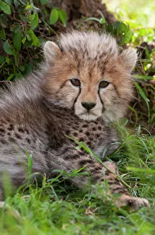 National Reserve Prints: Portrait of a resting cheetah cub, Acinonyx jubatus. Masai Mara National Reserve, Kenya