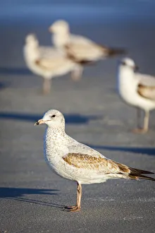 Augustine Prints: Portrait of a ring-billed gull
