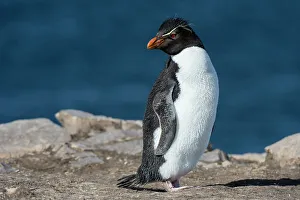 Portrait of a rockhopper penguin, Eudyptes chrysocome. Pebble Island, Falkland Islands