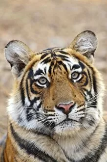 Images Dated 1st December 2007: Portrait of Royal Bengal Tiger, Ranthambhor National Park, India
