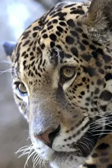 Sacramento Prints: Portrait of Sacramento Zoos Female Jaguar (Panthera onca)