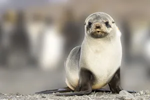 Antarctica Prints: Portrait of seal pup on the beach of St. Andrews Bay, South Georgia Islands