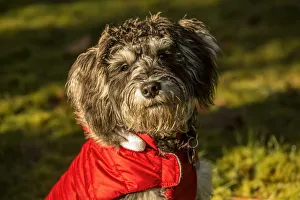 Eye Contact Prints: Portrait of seven month old Schnoodle puppy wearing his jacket on a cold day. (PR)