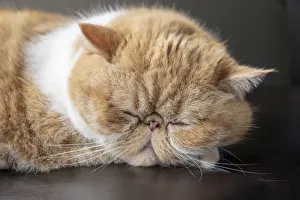 Images Dated 21st December 2018: Portrait of a sleeping purebred exotic shorthair domestic cat