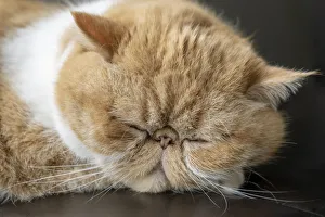 Prints of Portrait of a sleeping purebred exotic shorthair domestic cat. The exotic shorthair is a breed of cat developed to be a short-haired version of the Persian. (PR) Images Dated 2018 December: Portrait of a sleeping purebred exotic shorthair domestic cat