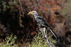 Perching Prints: Portrait of a southern yellow-billed hornbill