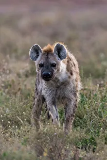 Carnivora Prints: Portrait of a spotted hyena, Crocuta Crocuta