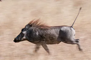 South Africa Prints: Portrait of a warthog, Phacochoerus aethiopicus