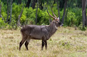 National Reserve Prints: Portrait of a waterbuck, Kobus ellipsiprymnus. Masai Mara National Reserve, Kenya