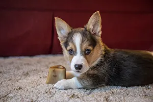 Staring Prints: Portrait of eight week old Corgi puppy resting on the carpet guarding his bone. (PR)
