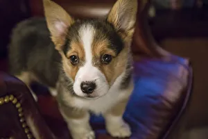 Staring Prints: Portrait of eight week old Corgi puppy standing on a leather chair. (PR)