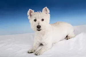 Cute Prints: Portrait of a Westie in a studio setting. (PR)