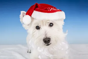Beard Prints: Portrait of a Westie wearing a Santa hat and beard. (PR)