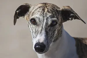 Images Dated 22nd February 2006: Portrait of a Whippet