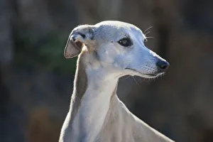 Images Dated 22nd February 2006: Portrait of a whippet (PR)
