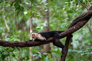 One Animal Prints: Portrait of a white-faced capuchin monkey