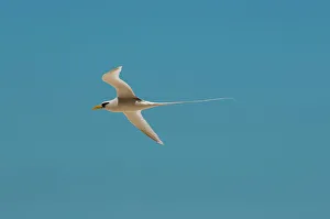 View From Below Prints: Portrait of a white-tailed, or yellow-billed tropicbird