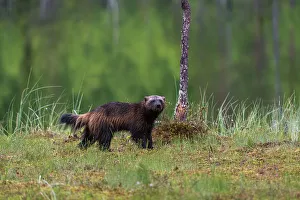 Finland Prints: Portrait of a wolverine, Gulo gulo. Kuhmo, Oulu, Finland