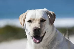Images Dated 20th February 2006: Portrait of a yellow labrador (PR)