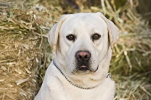 Portrait of a Yellow Labrador Retriever against hay bales