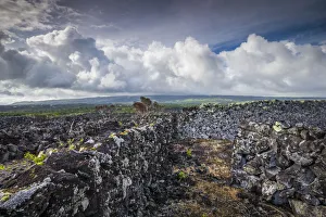 Portugal, Azores, Pico Island, Arcos. Vineyards made of volcanic stone