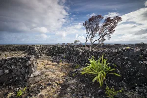 Arco Prints: Portugal, Azores, Pico Island, Arcos. Vineyards made of volcanic stone