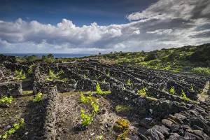 Portugal, Azores, Pico Island, Cabritos. Vineyard in volcanic stone