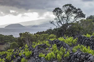 Pico Island Prints: Portugal, Azores, Pico Island, Canto. Volcanic rock vineyards