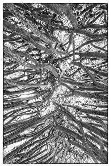 Images Dated 11th May 2017: Portugal, Azores, Pico Island, Madalena. Dragon tree