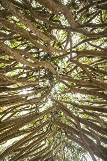 Pico Island Prints: Portugal, Azores, Pico Island, Madalena. Dragon tree