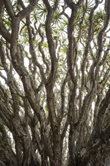 Images Dated 11th May 2017: Portugal, Azores, Pico Island, Madalena. Dragon tree